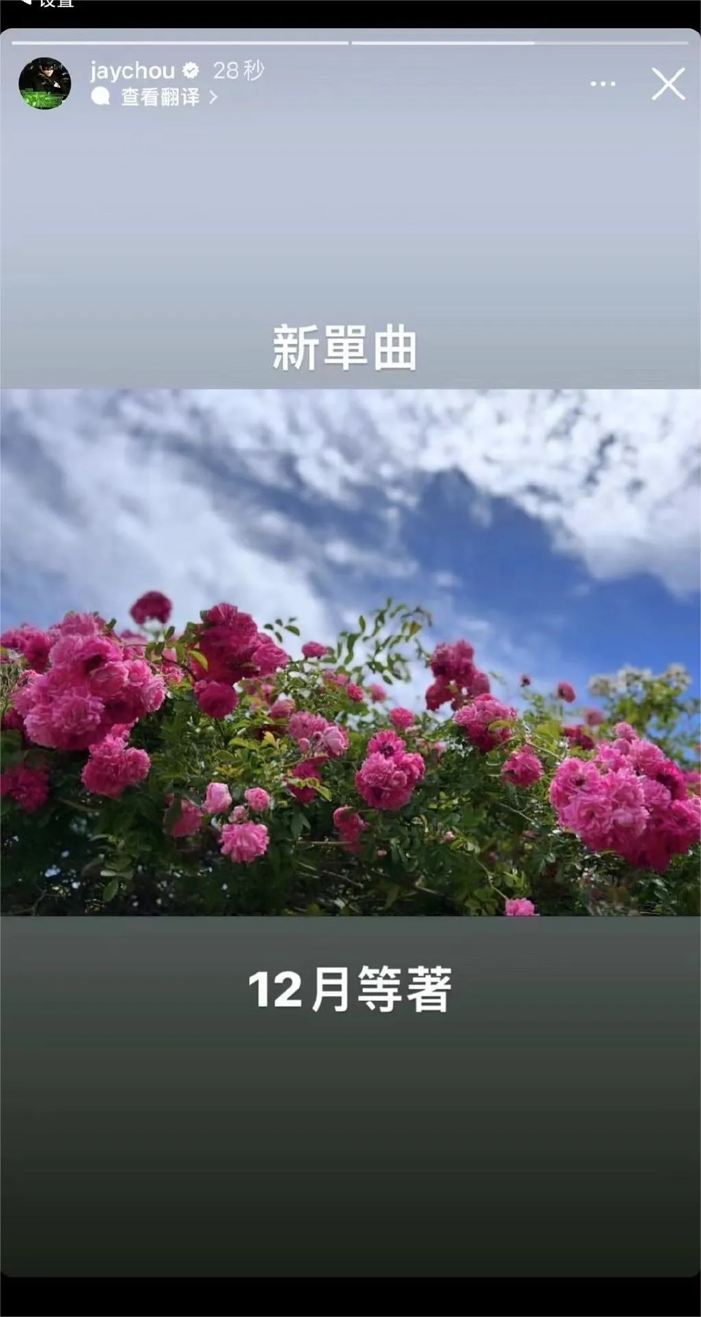 周杰伦预告12月新单曲 配图是一张月季花的照片